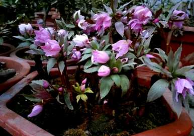 格桑花耐寒宿根花品种齐全，耐寒花品种有哪些？