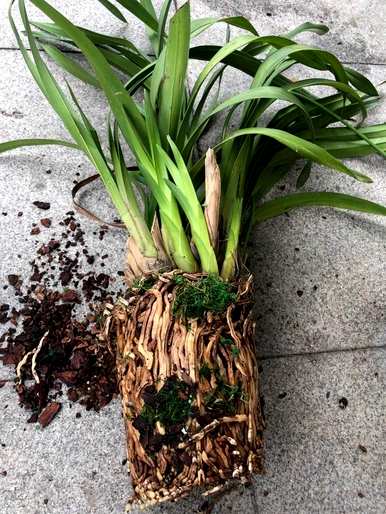 大花蕙兰开花后的养护管理，大花蕙兰开花后的养护管理