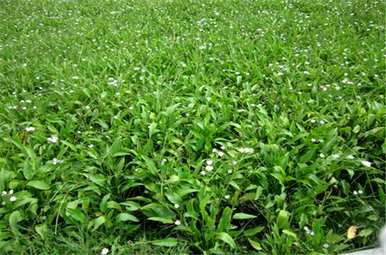 什么是泽泻种植技术，泽泻种植前景如何？