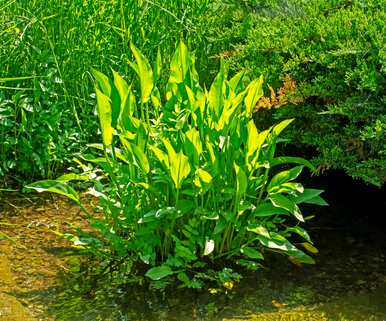 什么是泽泻种植技术，泽泻种植前景如何？