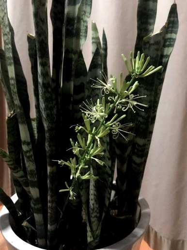 怎样养绿虎皮兰，怎样养绿虎皮兰？