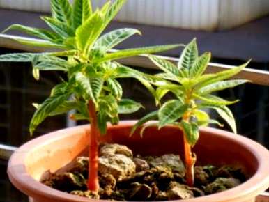 凤仙花的种法有哪些，小盆凤仙花种子的种法有哪些？