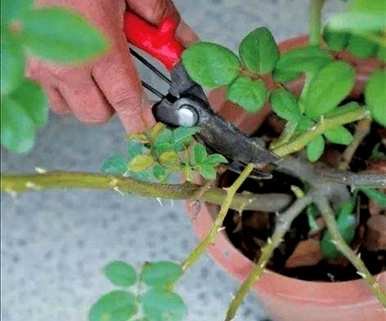 冬季如何修剪月季花的最佳方法，冬季修剪月季花的最佳时间