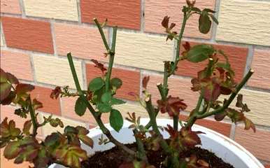 冬季如何修剪月季花的最佳方法，冬季修剪月季花的最佳时间
