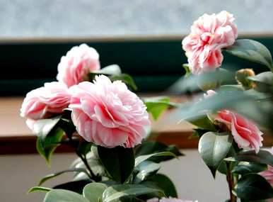 茶花叶片发黄干枯怎么办？四季茶花叶片干枯怎么办？