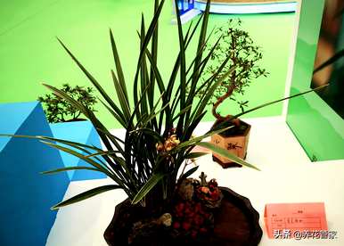 兰花有哪些种类，兰花植物有哪些种类？