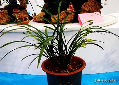 兰花有哪些种类，兰花植物有哪些种类？