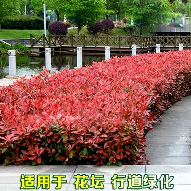 如何培育红叶石楠苗，如何培育红叶石楠柱