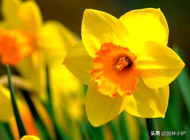 什么品种的水仙花，最昂贵的水仙花品种