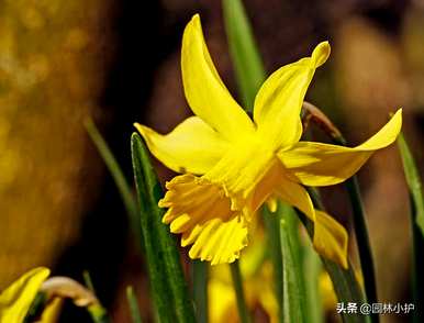 什么品种的水仙花，最昂贵的水仙花品种