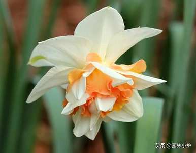 什么品种的水仙花，最昂贵的水仙花品种