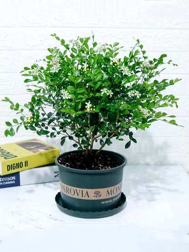 办公室推荐小盆栽，小盆栽植物有哪些？