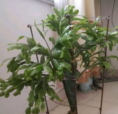 如何让仙人指晚点长芽，仙人指几个月开始长芽？