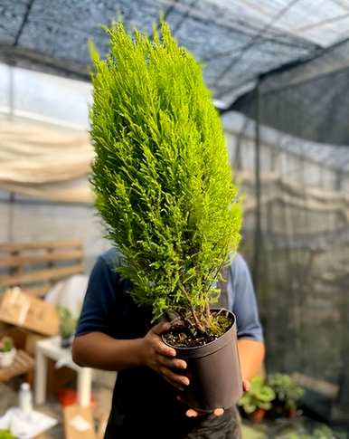办公室推荐小盆栽，小盆栽植物有哪些？