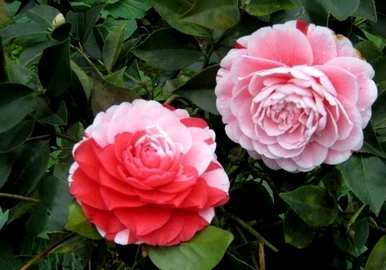 四季茶花如何养殖，四季香妃茶花养殖方法
