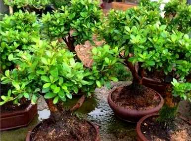如何种植杜鹃蛋白虫？