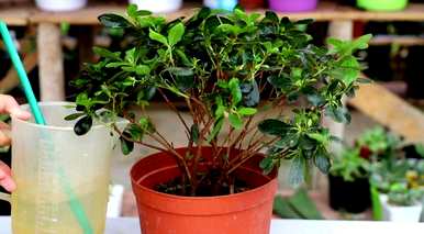 如何种植杜鹃蛋白虫？