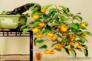 如何在屋顶上种植柿子树？