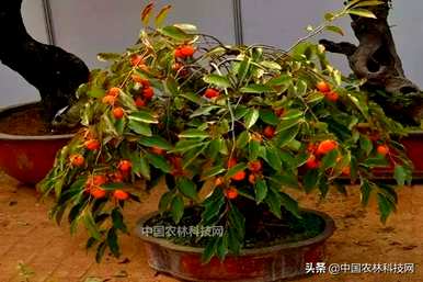如何在屋顶上种植柿子树？