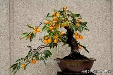 如何在屋顶上种植柿子树？