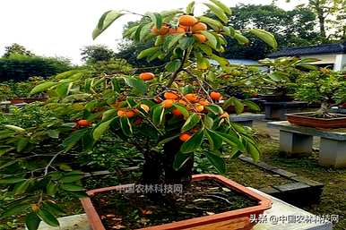 如何在屋顶上种植柿子树？
