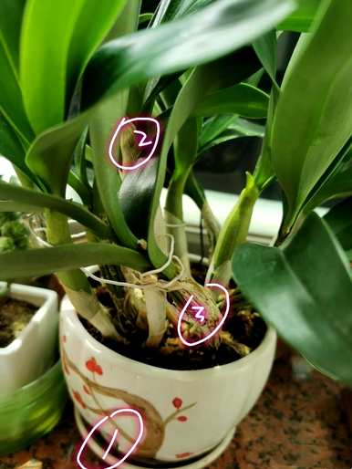 鼓槌石斛茎发黄，鼓槌石斛怎么养？