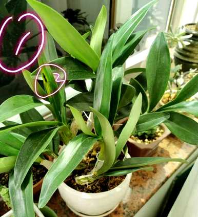 鼓槌石斛茎发黄，鼓槌石斛怎么养？