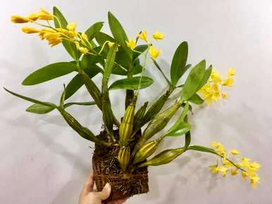 鼓槌石斛茎发黄，鼓槌石斛怎么养？