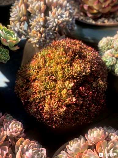 新买的肉可以直接种植吗？纯腐叶土可以直接种植肉类吗？