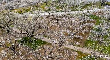 梨花开后的花语，梨花的花语是什么？