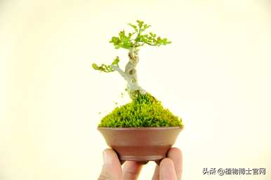 对节白蜡盆景采用深盆或浅盆，对节白蜡丛林盆景修剪示意图