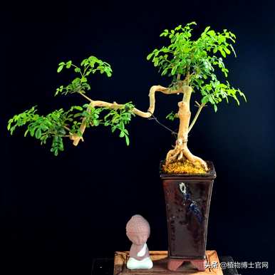 对节白蜡盆景采用深盆或浅盆，对节白蜡丛林盆景修剪示意图