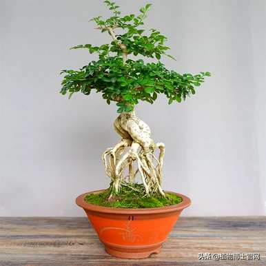 对节白蜡盆景采用深盆或浅盆，对节白蜡丛林盆景修剪示意图