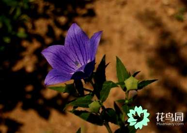桔梗花种植方法花语、桔梗花花语及寓意