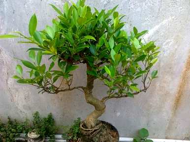 榕树是什么样的复叶？榕树是单叶植物还是复叶植物？