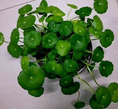 铜钱草没有根能活吗？铜钱草没有根水培能活吗？