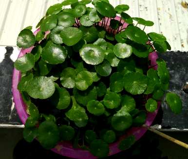 铜钱草没有根能活吗？铜钱草没有根水培能活吗？