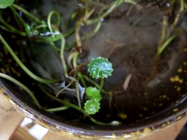 铜钱草没有根能活吗？铜钱草没有根水培能活吗？