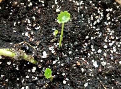 铜钱草没有根能活吗？铜钱草没有根水培能活吗？