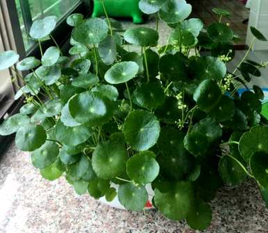 铜钱草没有根能活吗？铜钱草没有根水培能活吗？