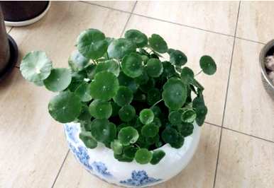 铜钱草没有根能活吗？铜钱草没有根水培能活吗？