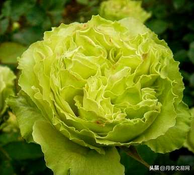 各种颜色的玫瑰图片，玫瑰的颜色是什么？