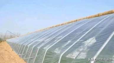 夏天火龙果几天浇一次水，夏天怎么种火龙果？