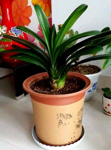 君子兰叶子发黄的原因是什么？君子兰中间的叶子发黄可以剪掉吗？