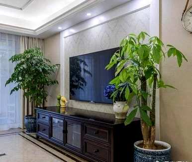 客厅盆栽植物有哪些大型盆栽植物？
