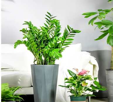 客厅盆栽植物有哪些大型盆栽植物？