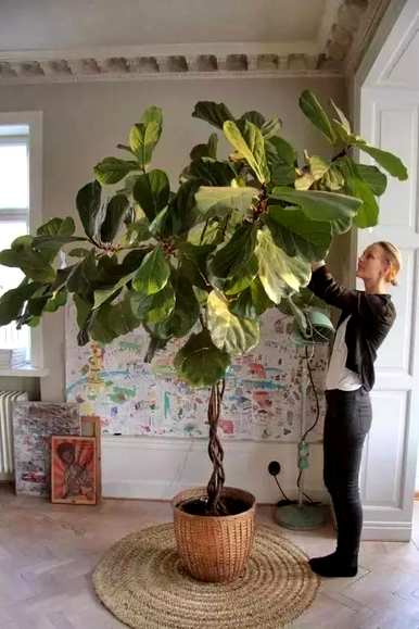 客厅盆栽植物有哪些大型盆栽植物？