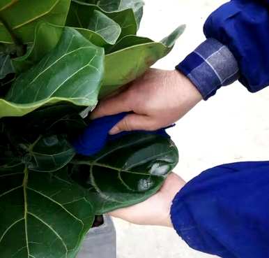 客厅盆栽植物有哪些大型盆栽植物？