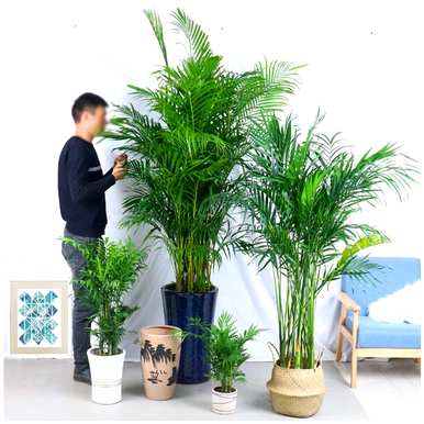 客厅盆栽植物有哪些大型盆栽植物？