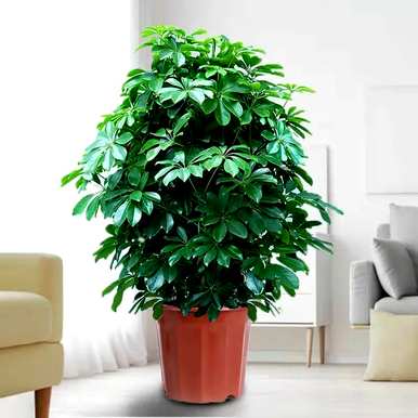 客厅盆栽植物有哪些大型盆栽植物？